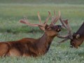 elk hunting