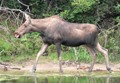 elk hunting